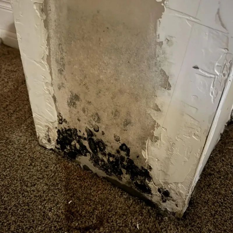 Professional Mold Removal in Stillwater, MN